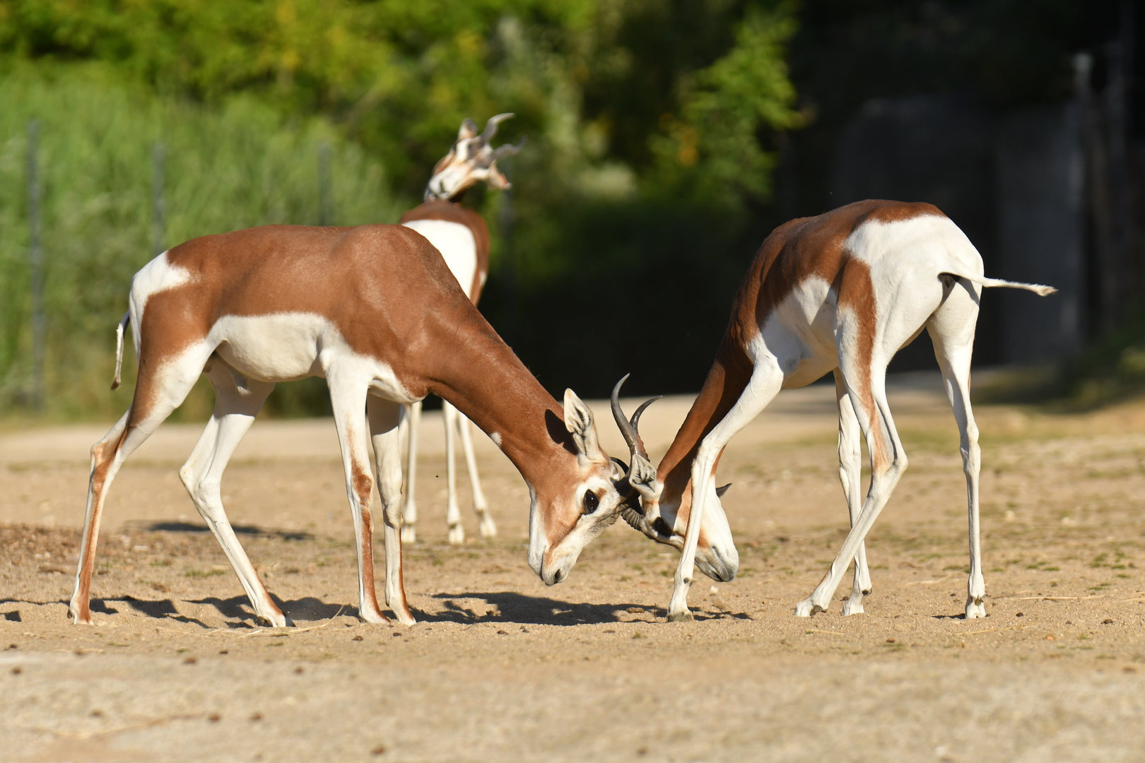 Mhorr's gazelle (Nager dama mhorr)