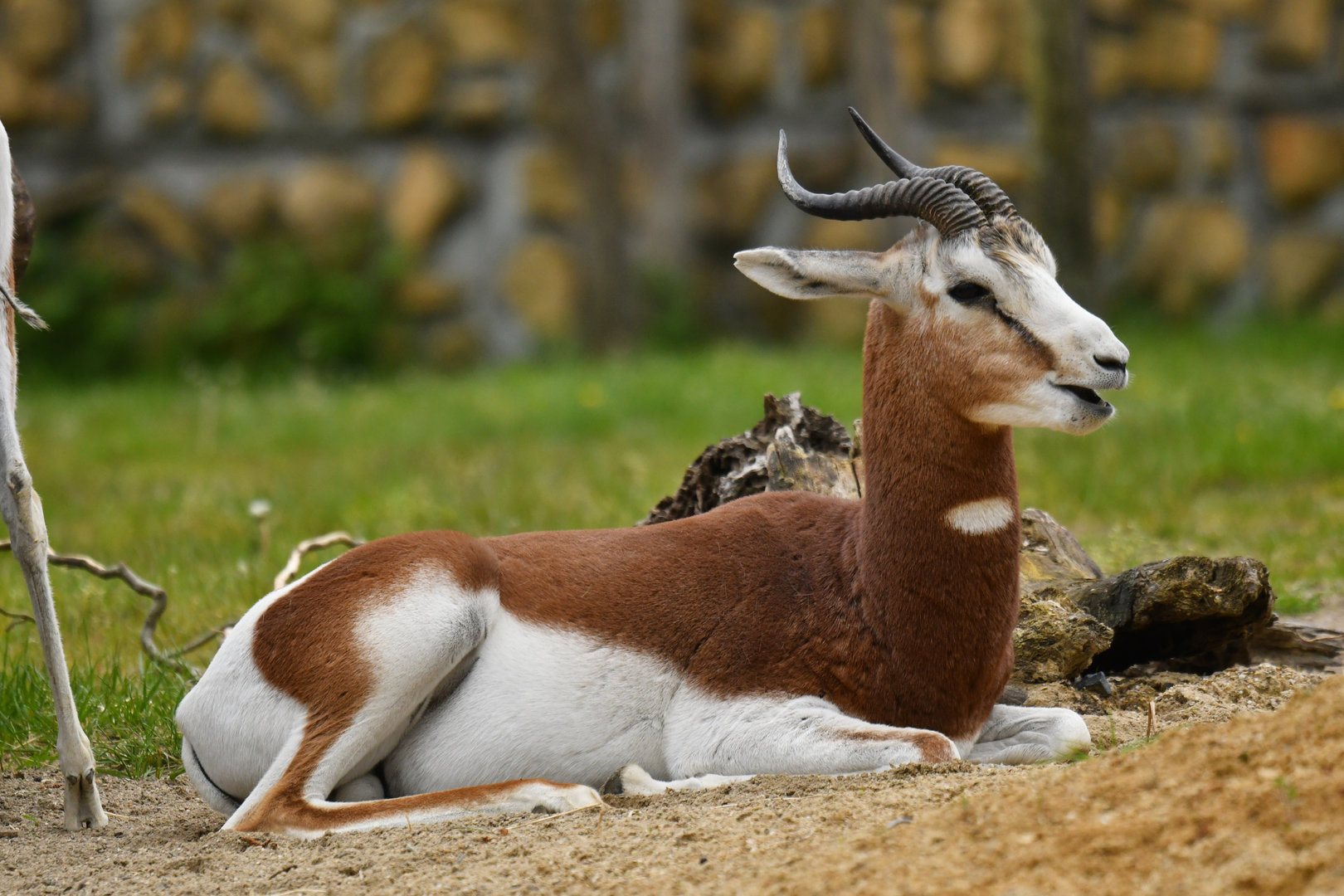 Mhorr's gazelle (Nanger dama)