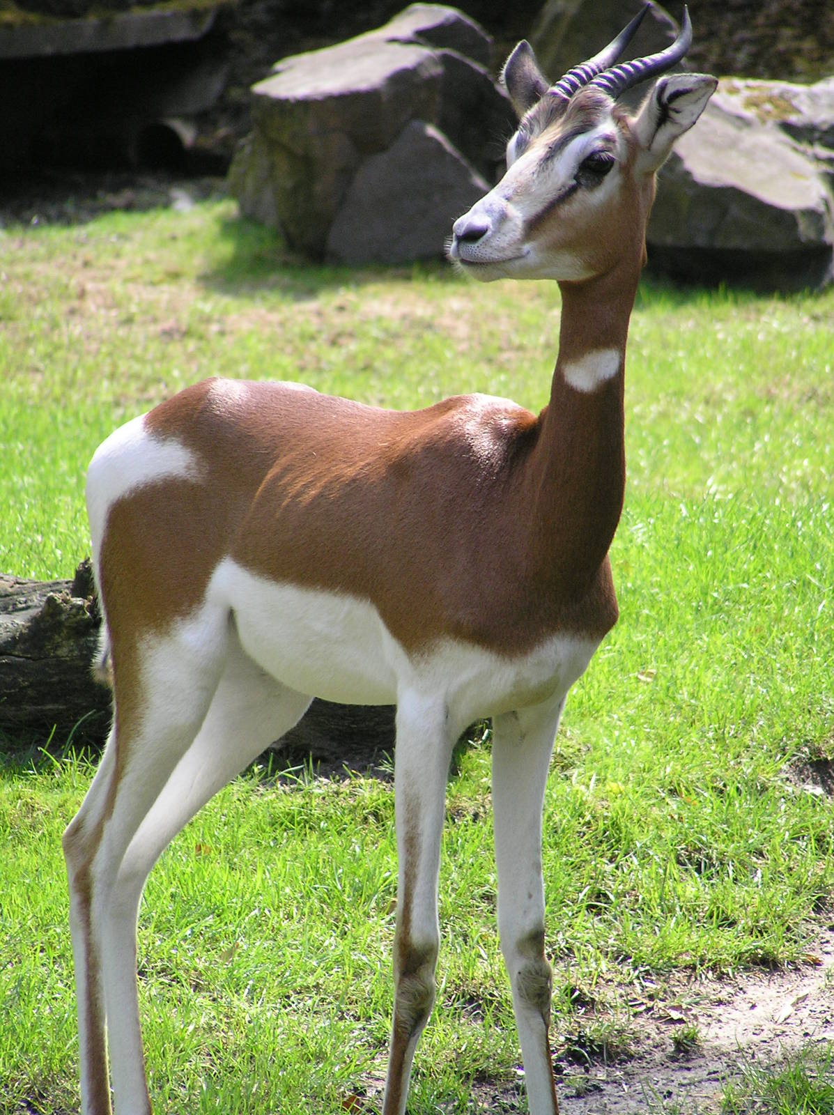 Mhorr's Gazelle - Rotterdam