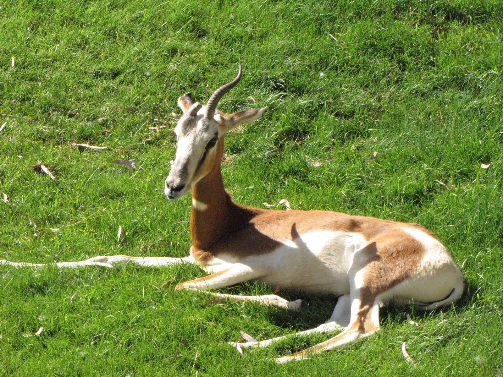 Mhorrs Gazelle