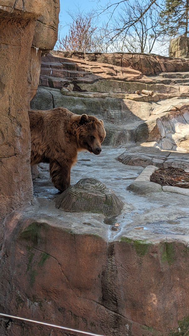 Mi-kal the brown bear (April 7, 2024)