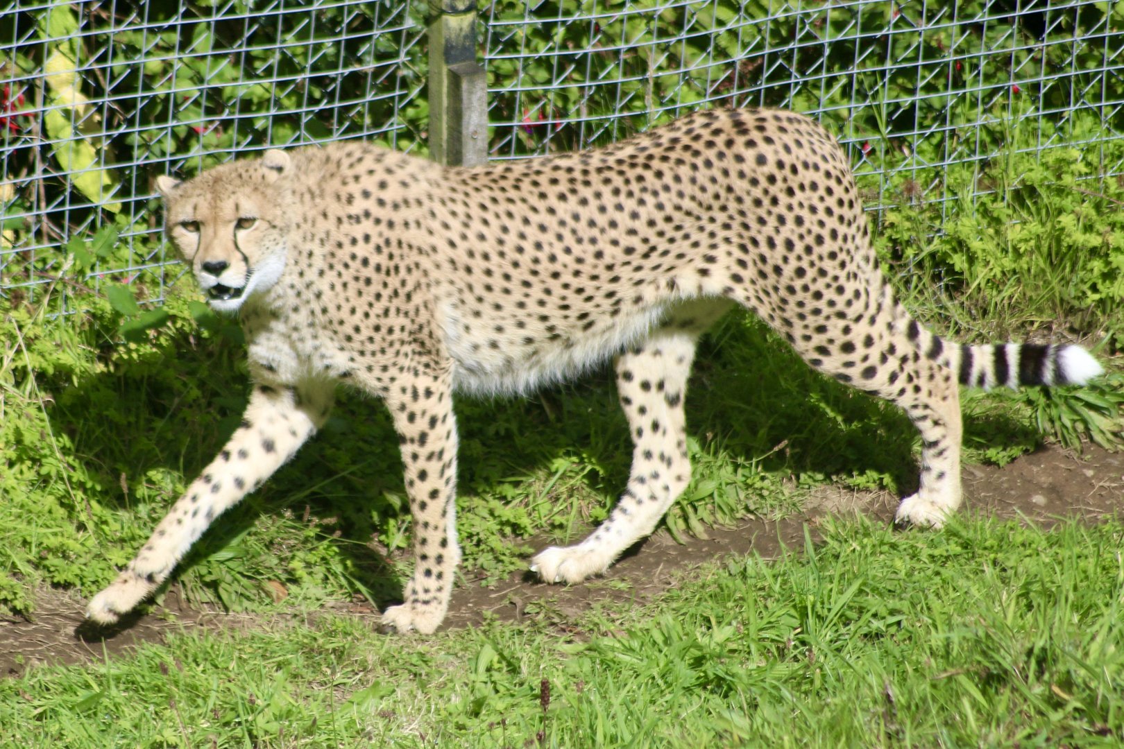 Mia, Sudan cheetah (Acinonyx jubatus soemmeringii) at Belfast Zoo (25/08/2023)