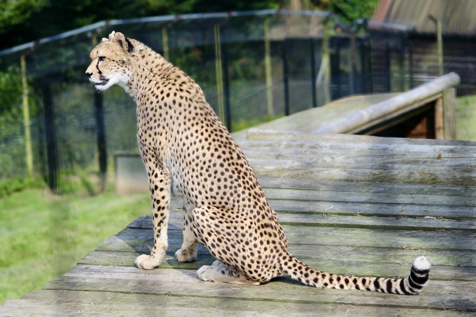 Mia, Sudan cheetah (Acinonyx jubatus soemmeringii) - August 2024