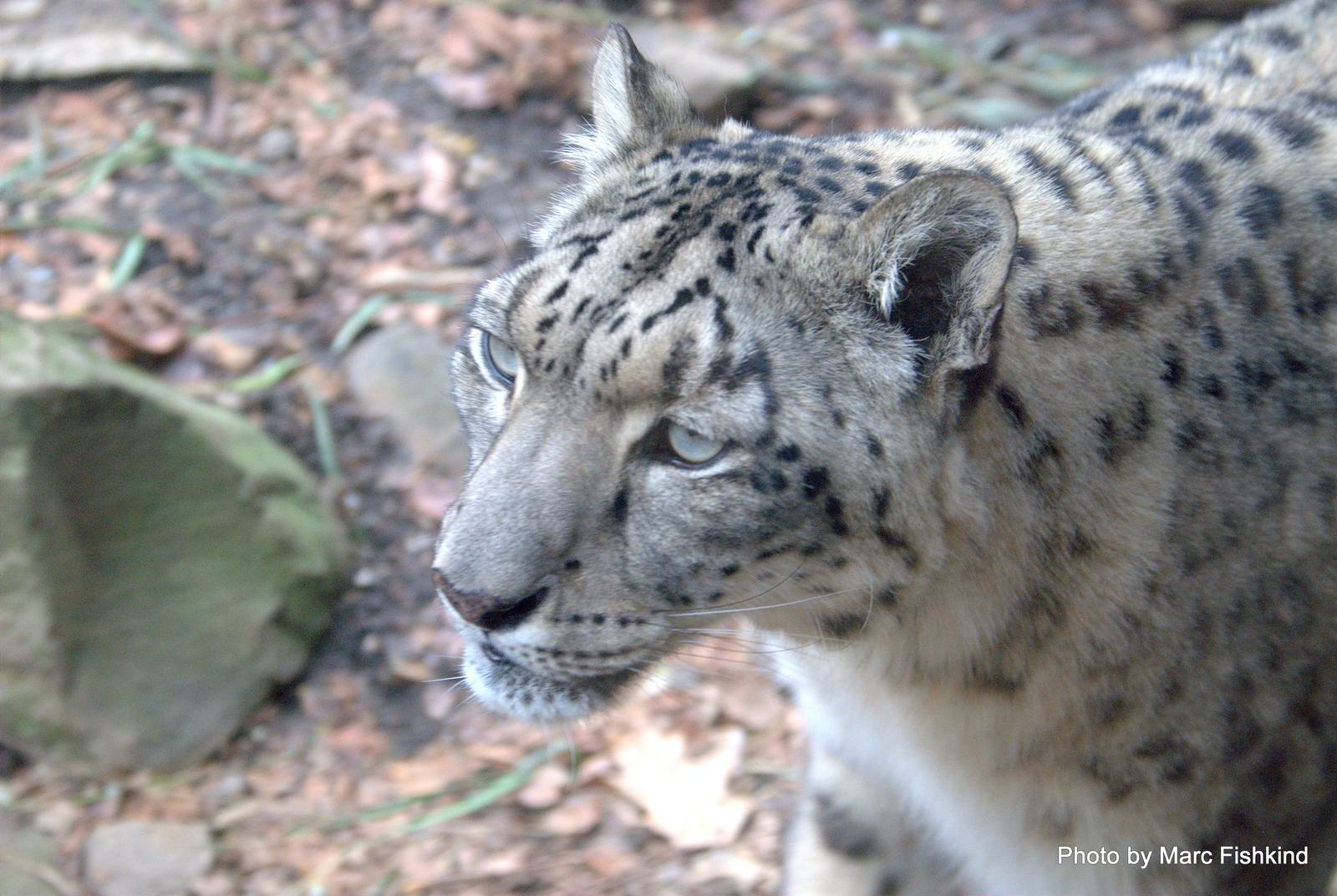 Mia the Snow leopard