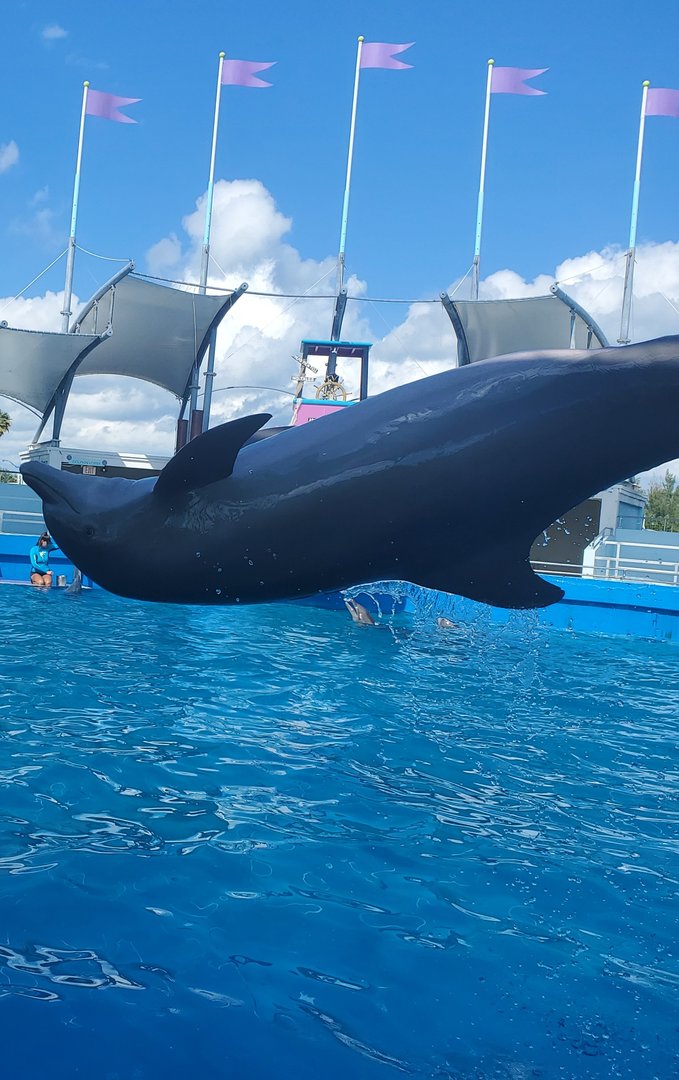 Miami Seaquarium (2021) - Flipping dolphin
