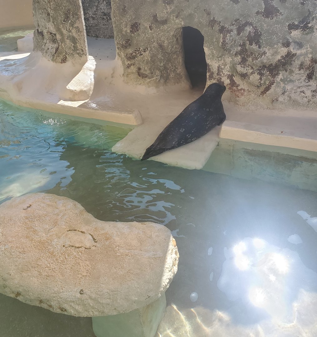 Miami Seaquarium (2021) - Harbor Seal