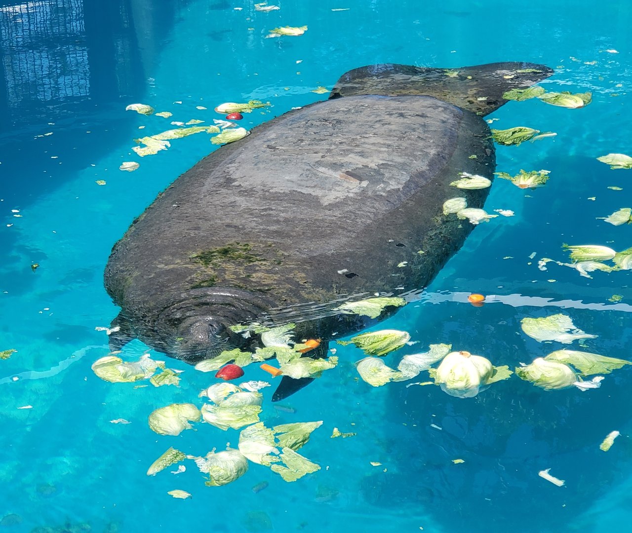Miami Seaquarium (2021) - Manatee eating vegetables
