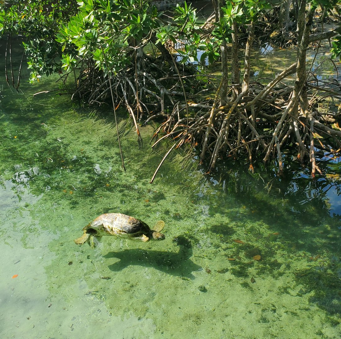 Miami Seaquarium (2021) - Sea turtle in Discovery Bay