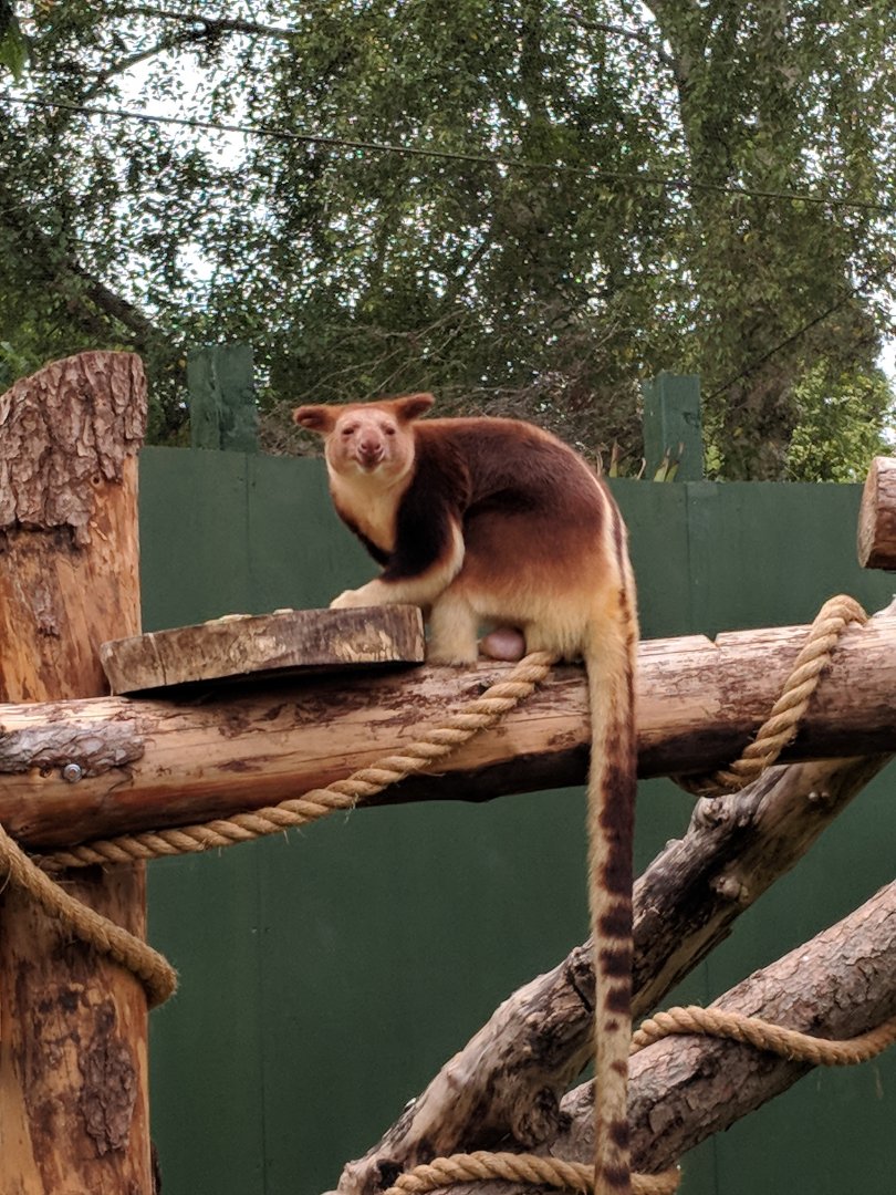 Mian - Male Tree Kangaroo Bristol Zoo