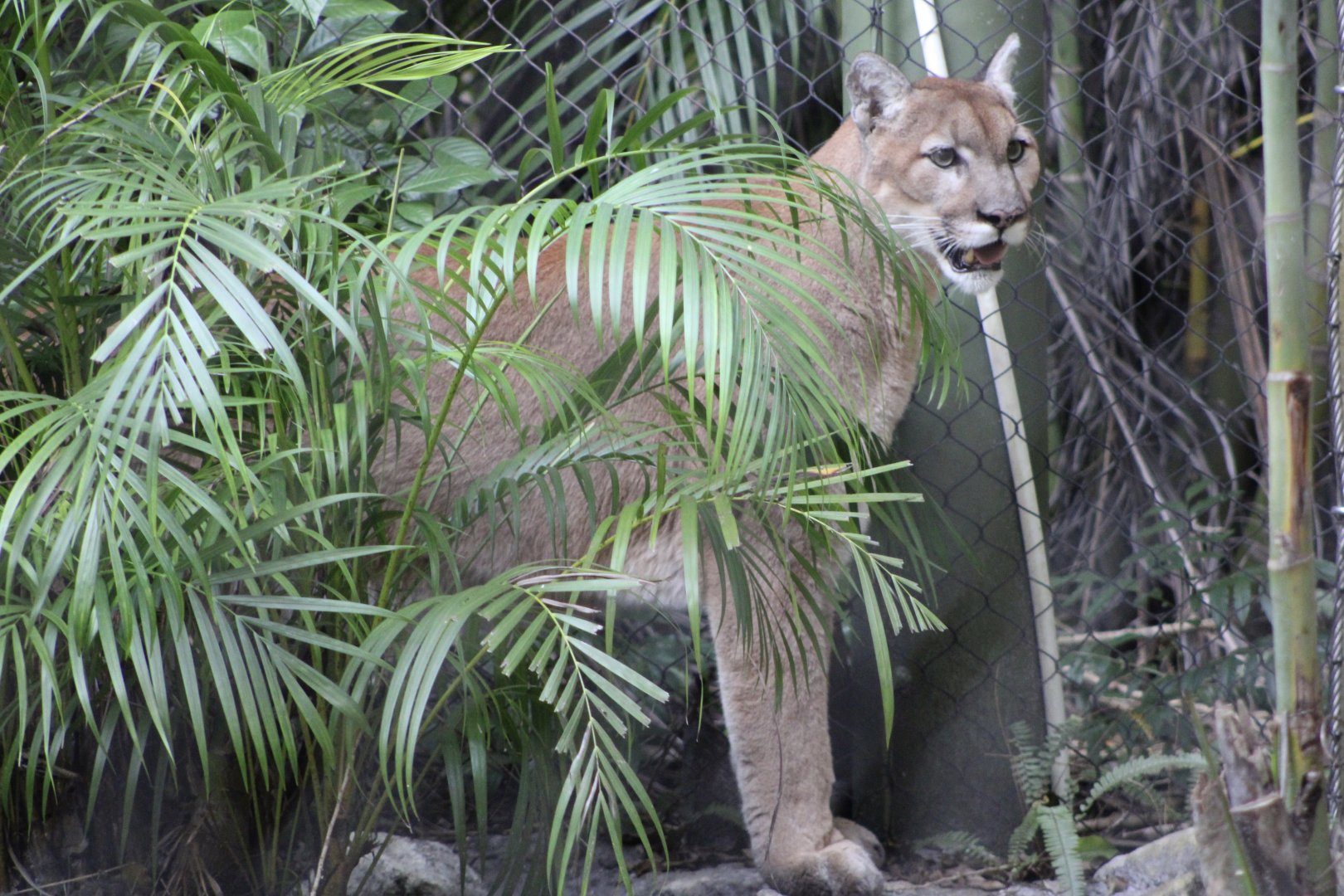 “Micco” the Cougar (P. c. couguar)
