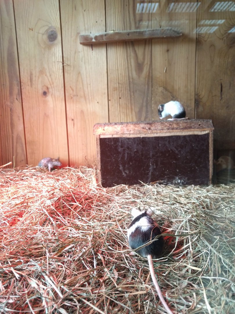 Mice Enclosure