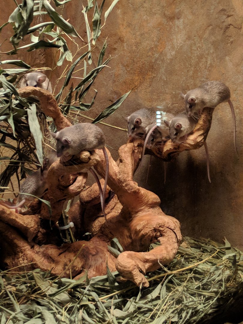 Mice ID Zoo Praha 2018