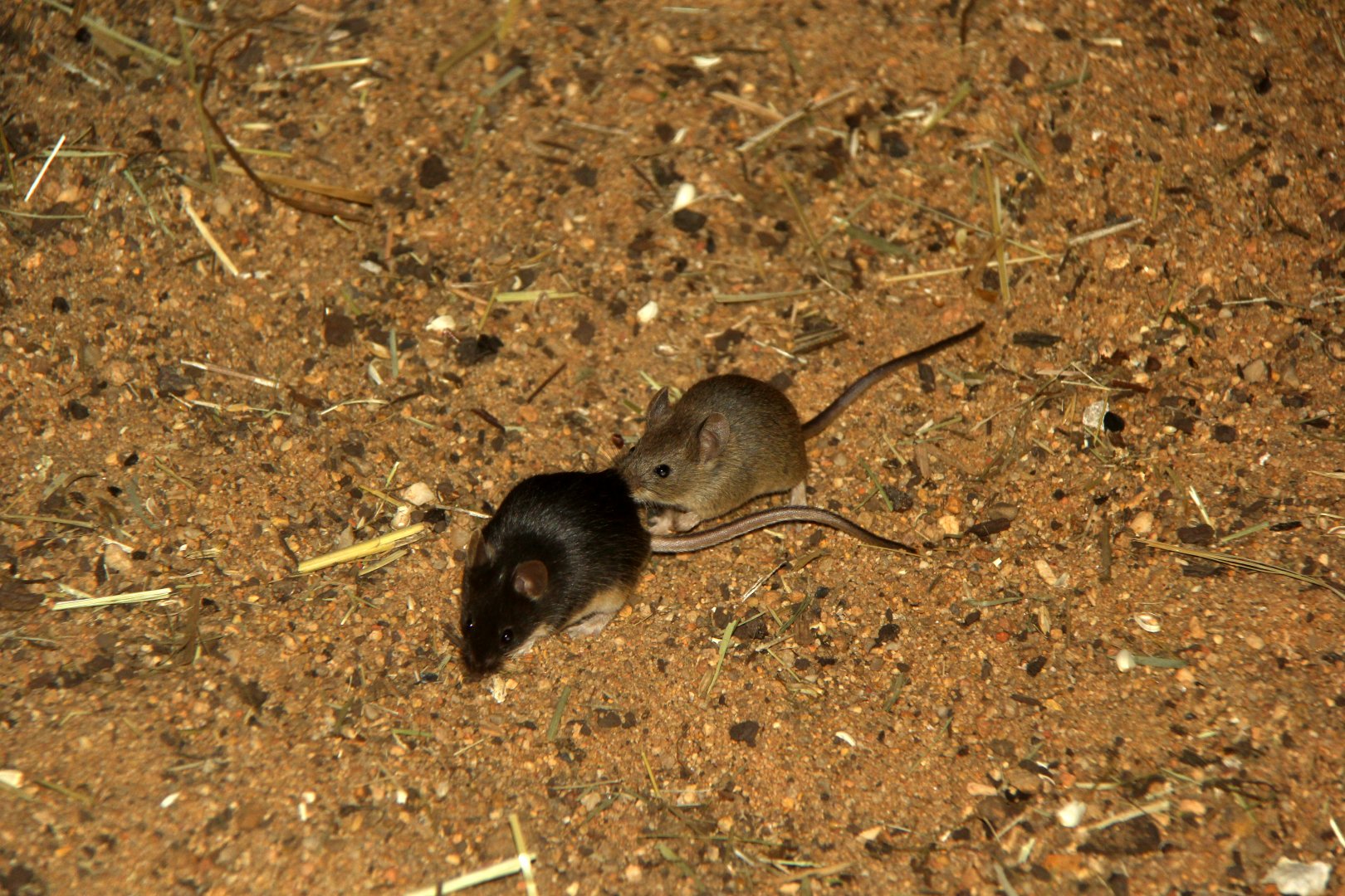 Mice species ID?