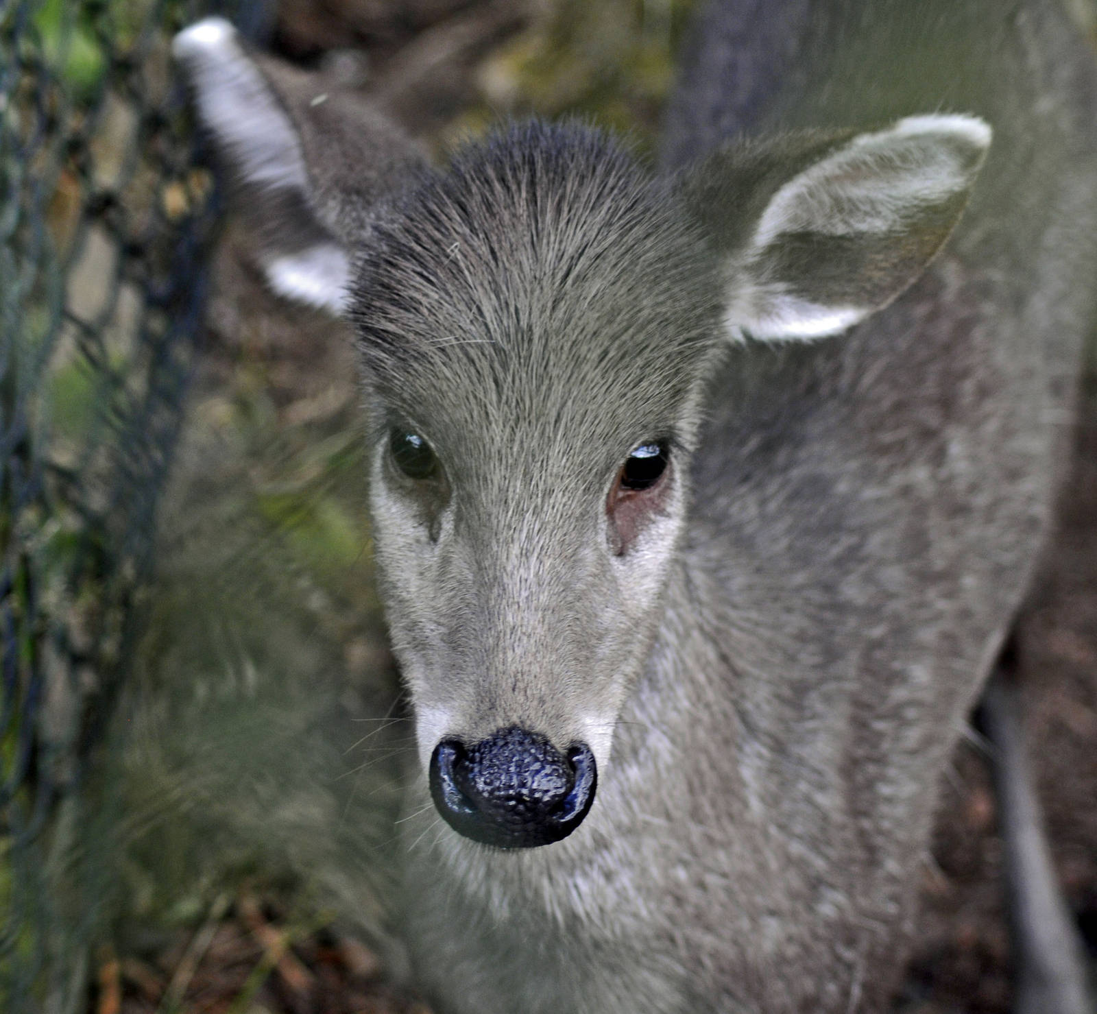 Michie Tufted Deer