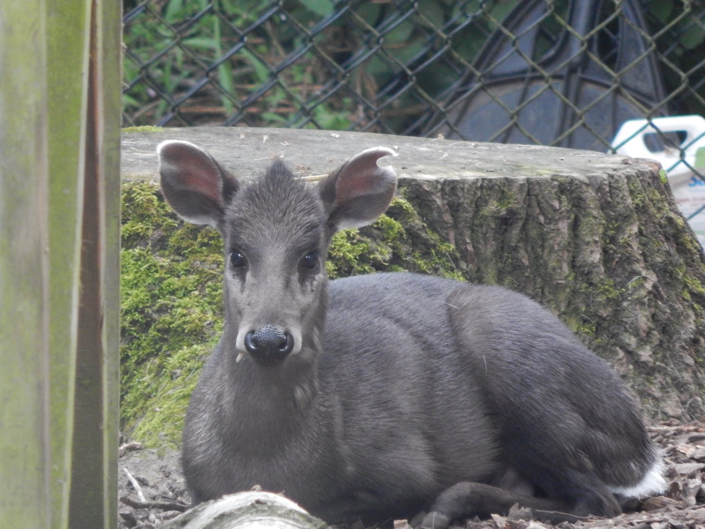 Michie's tufted deer 020721