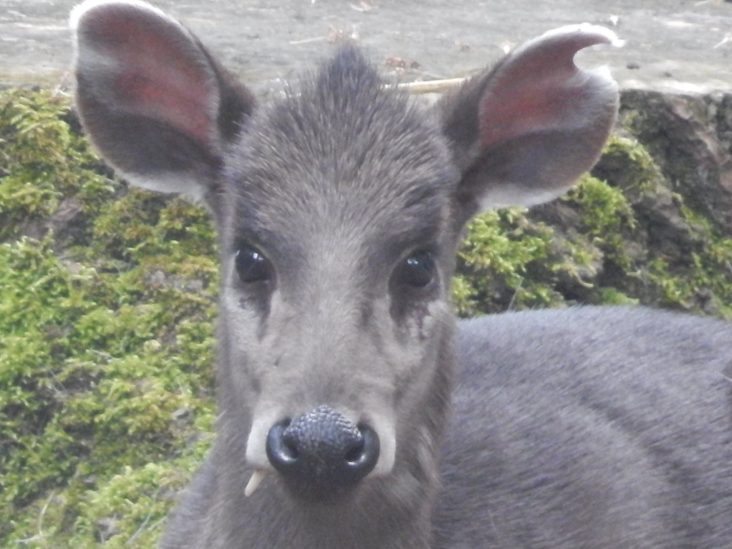 Michie's tufted deer 020721