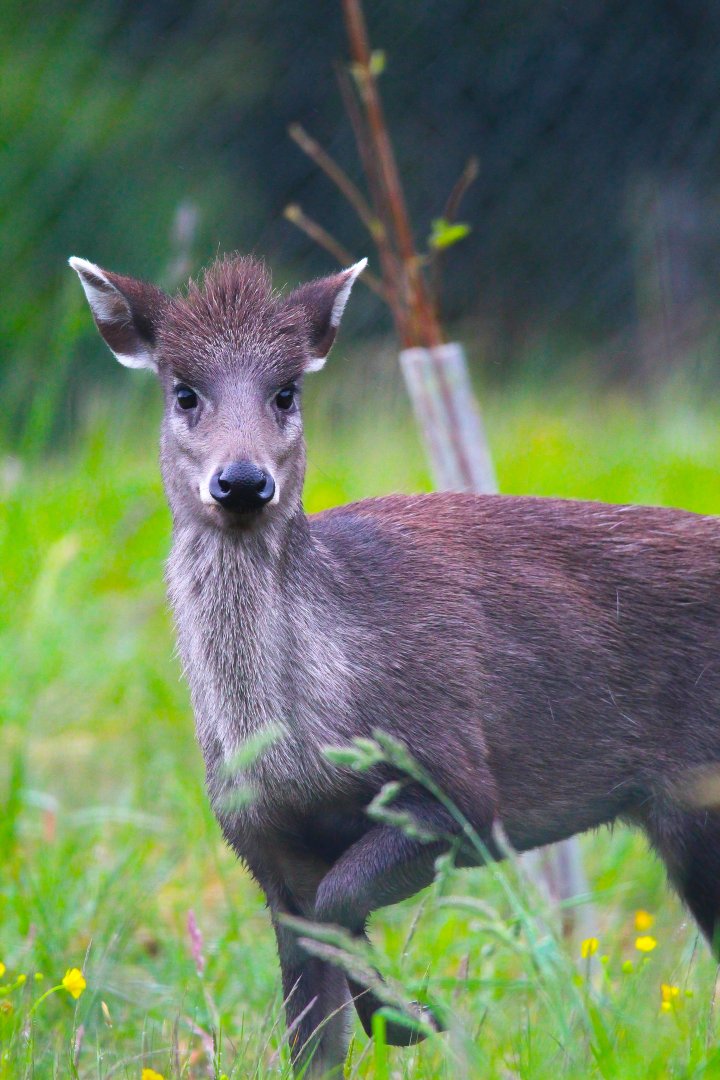 Michie's Tufted Deer- 27th May 2025