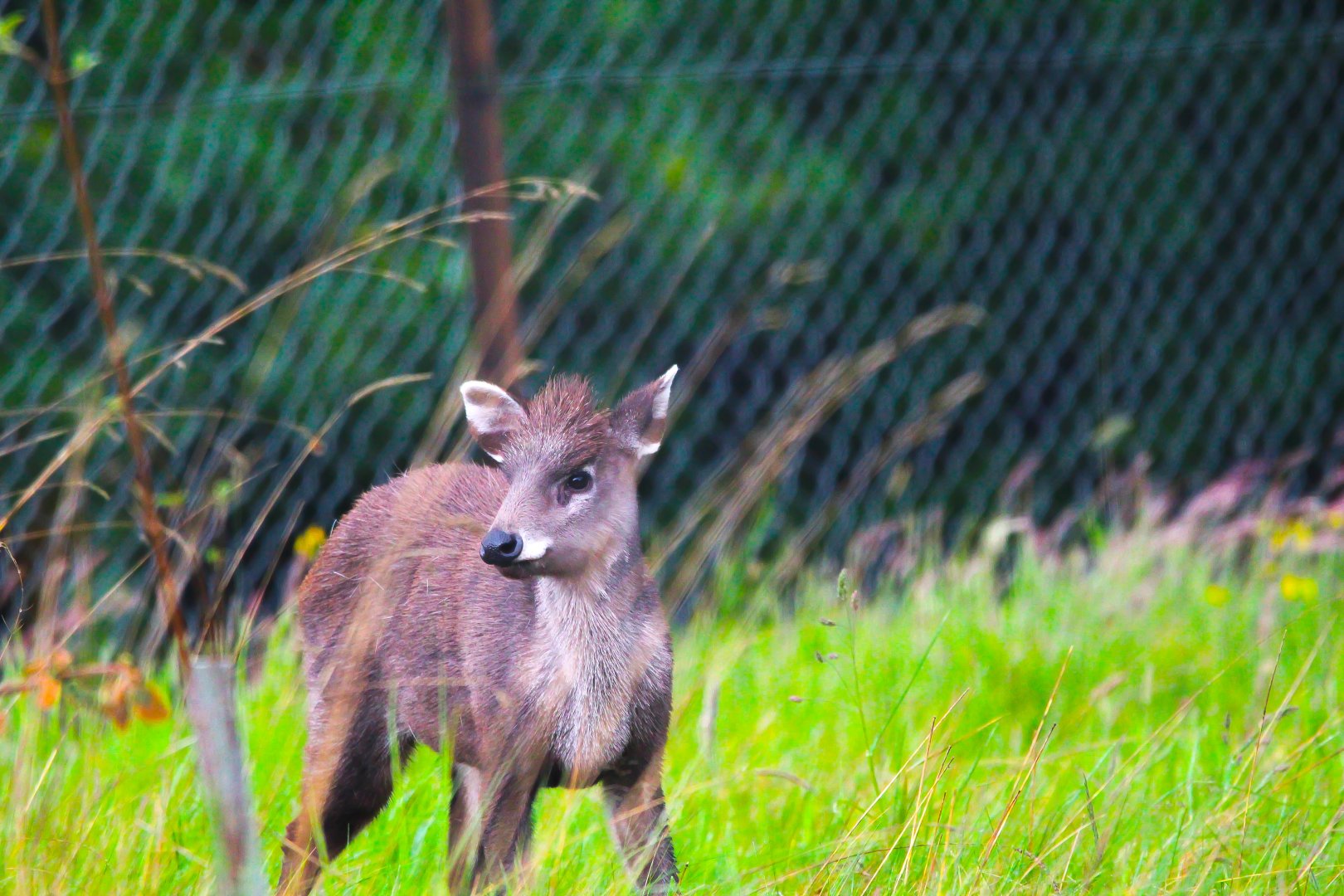 Michie's Tufted Deer- 27th May 2025