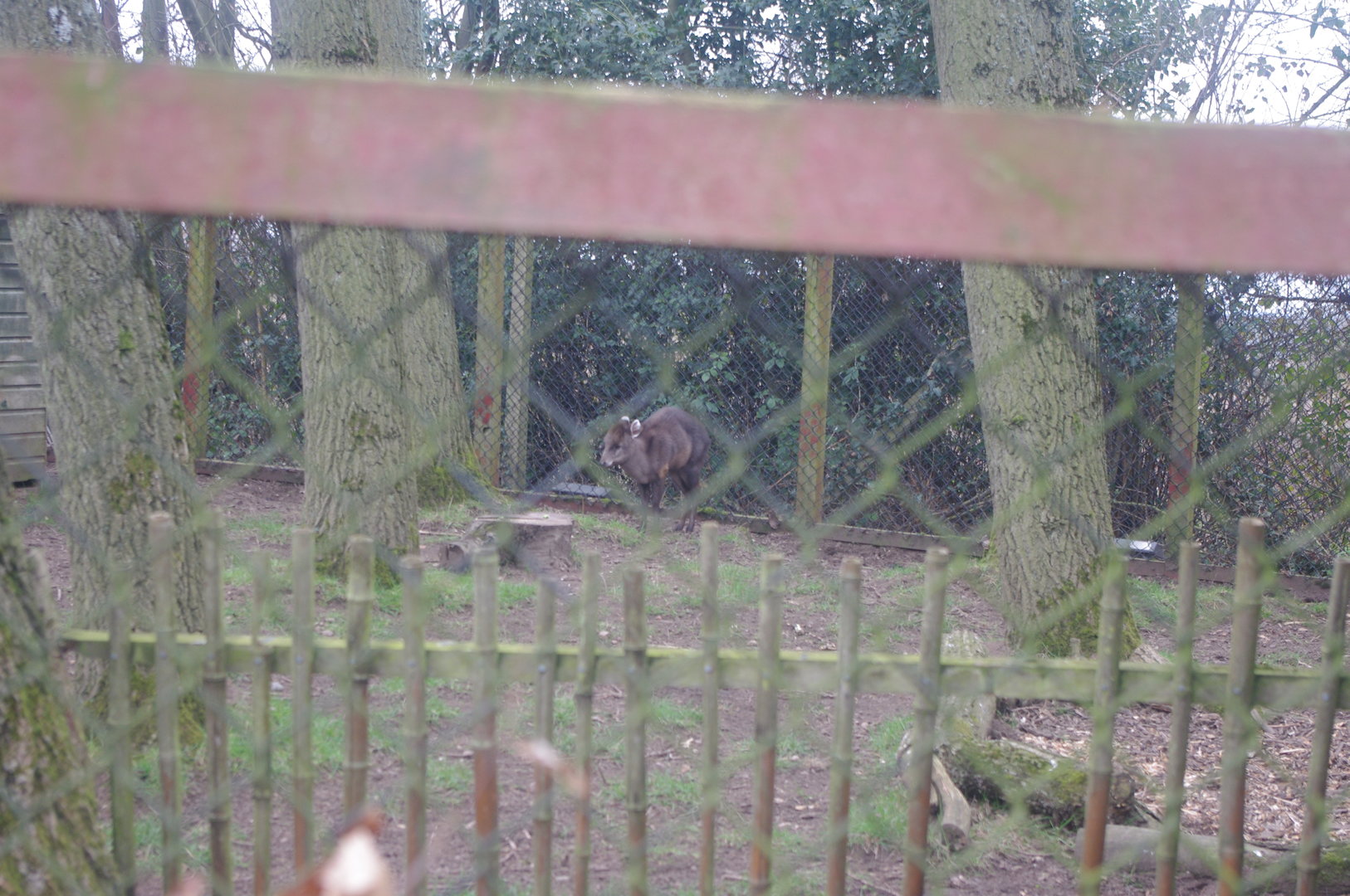 Michie's Tufted Deer- 4/3/2023