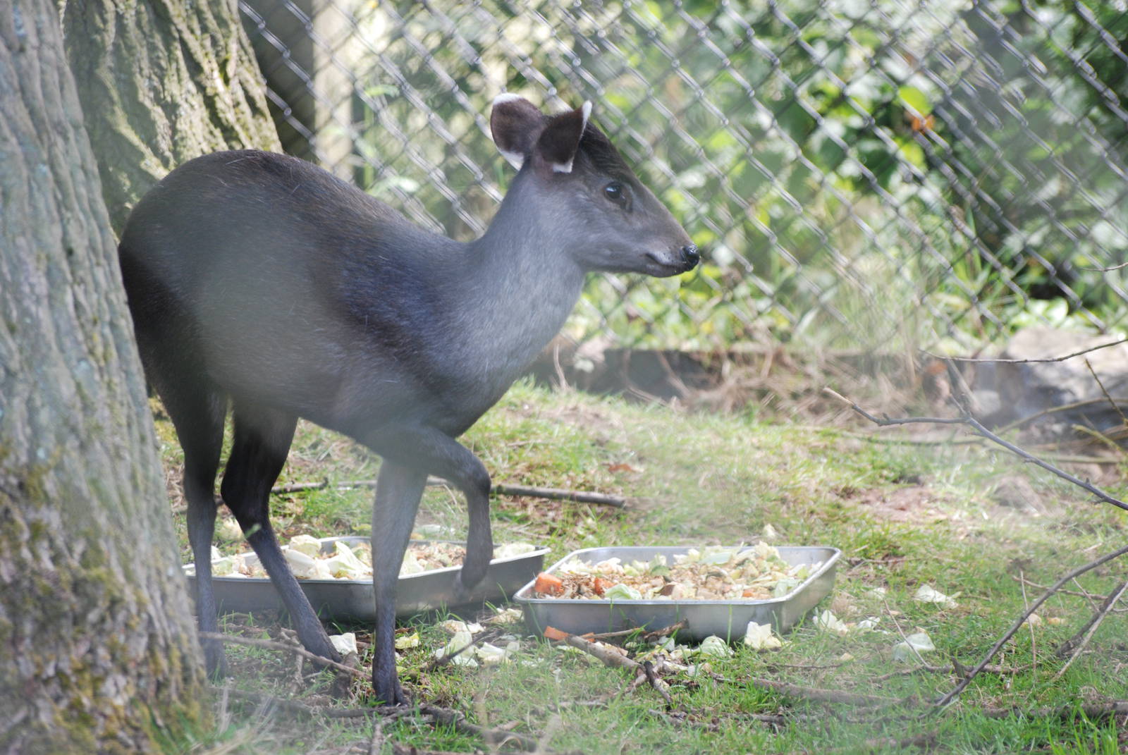 Michie's Tufted Deer at Twycross, 18/06/11