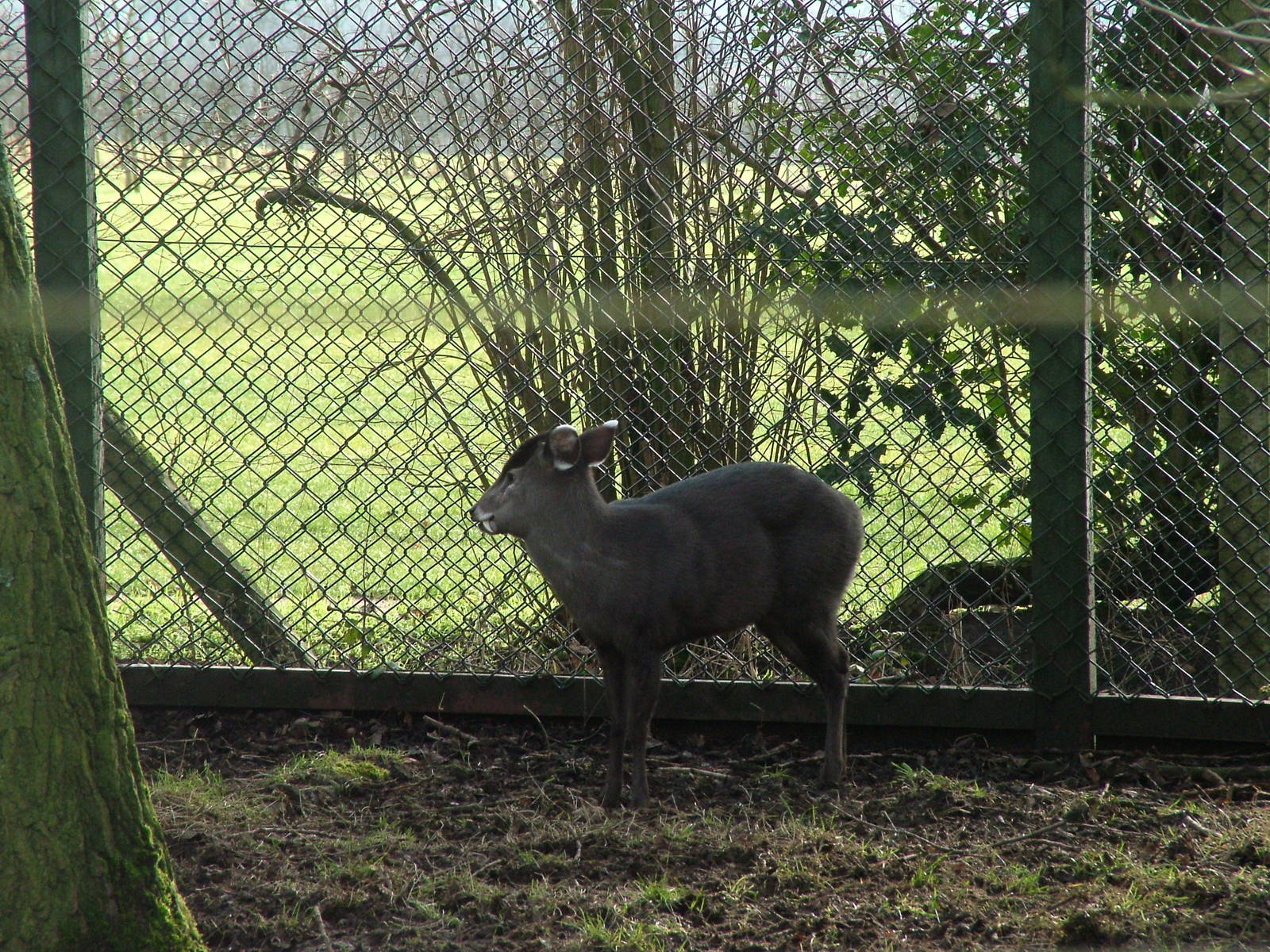 Michie's Tufted Deer at Twycross 24/01/10