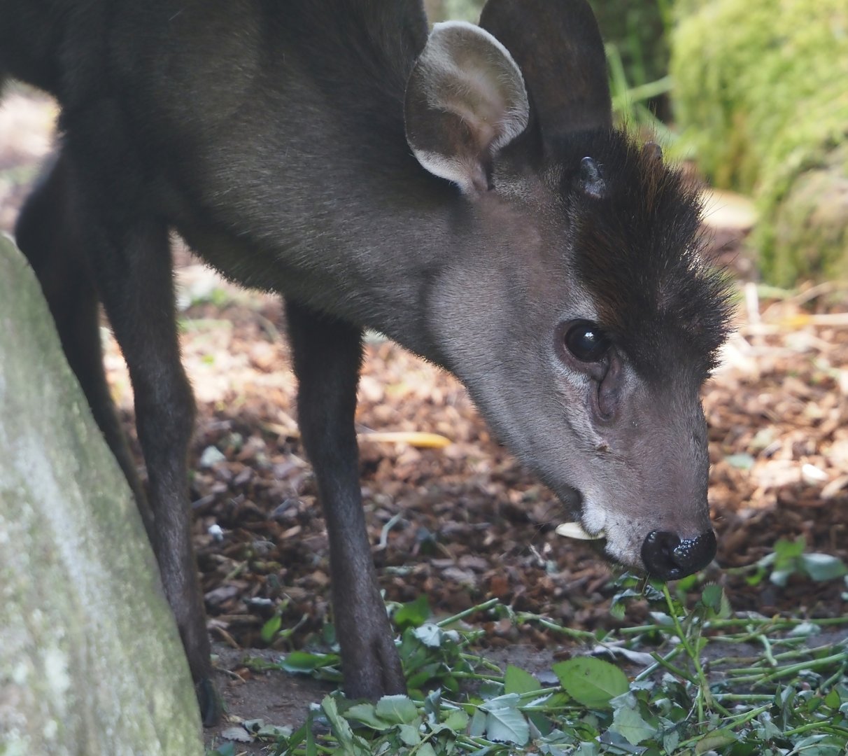 Michie's tufted deer (Elaphodus cephalophus michianus), 2024-06-30