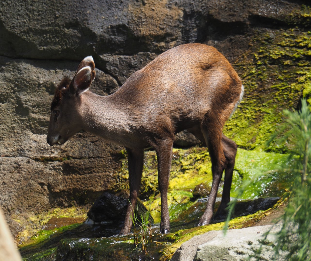 Michie's tufted deer (Elaphodus cephalophus michianus), 2024-06-30