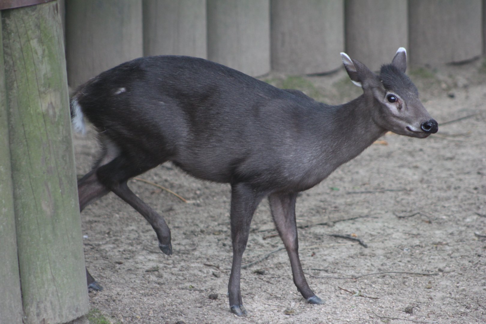 Michie's tufted deer (Elaphodus cephalophus michianus)