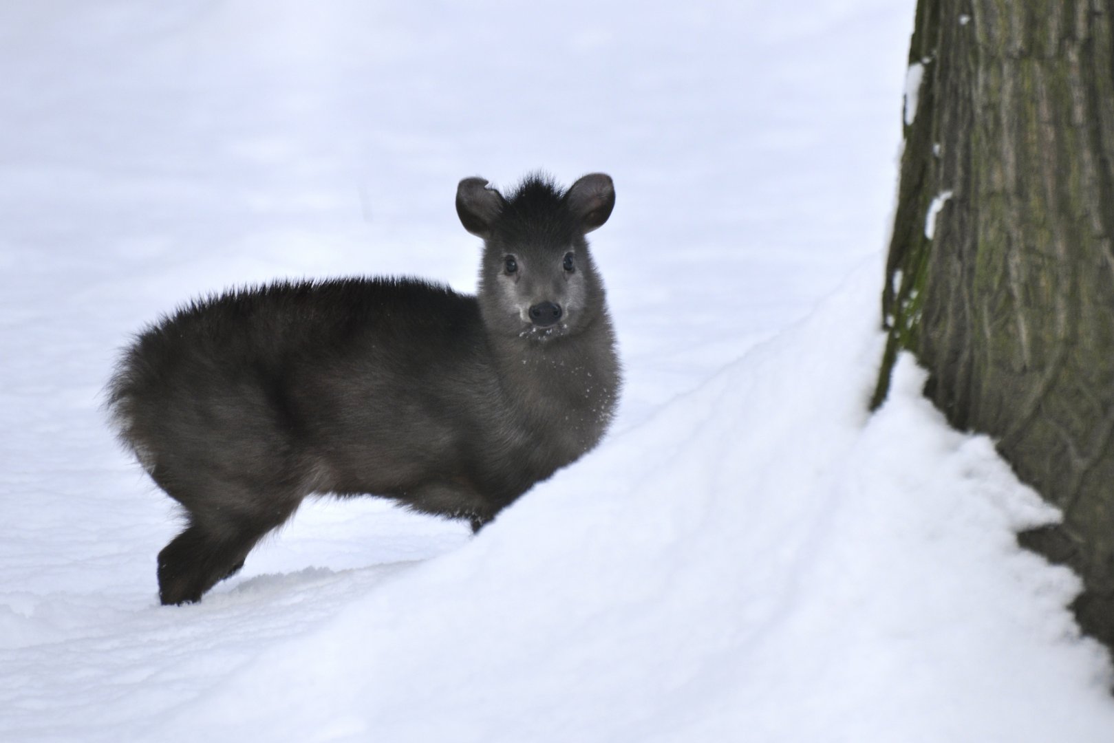 Michie's tufted deer (Elaphodus cephalophus michianus)