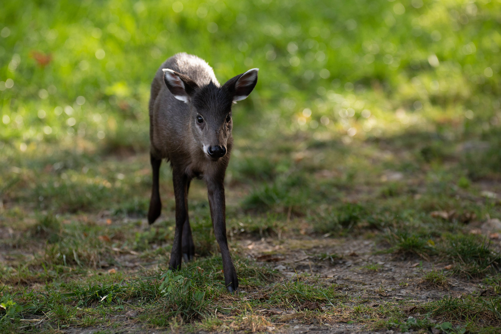 Michie's tufted deer (Elaphodus cephalophus michianus)