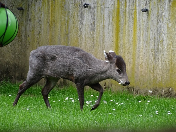 Michie's tufted deer (Elaphodus cephalophus michianus)