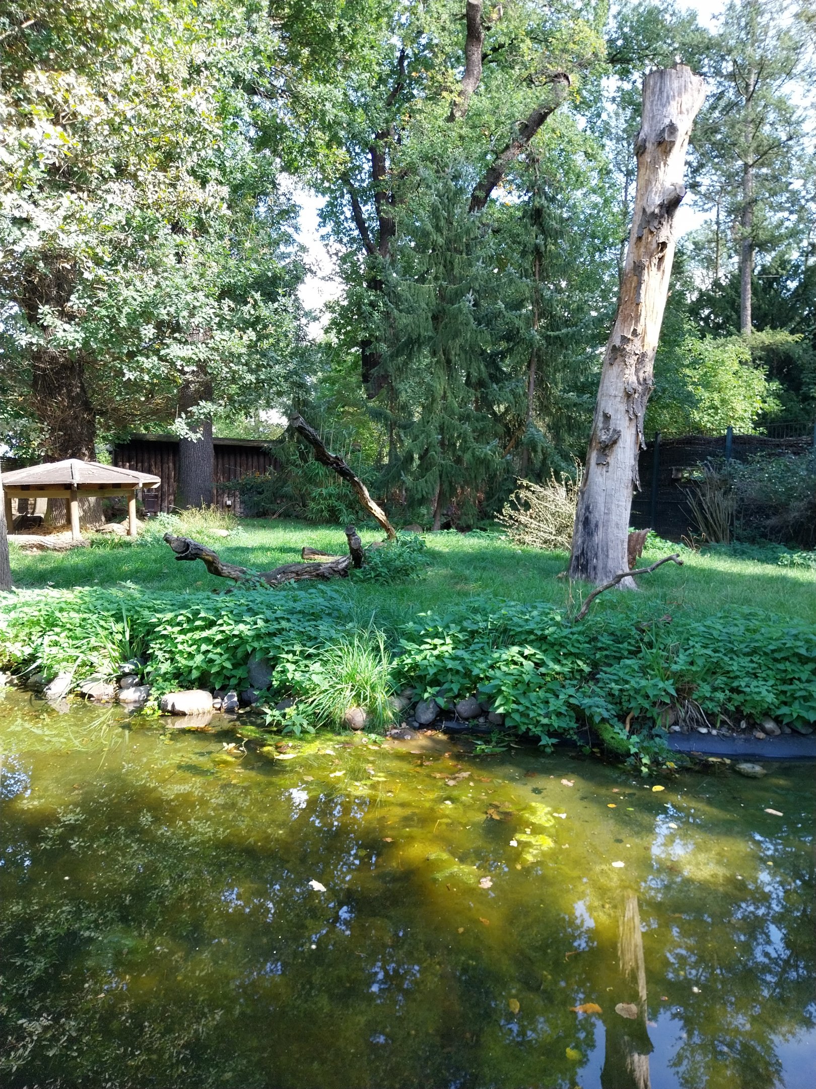 Michie's Tufted Deer (Elaphodus cephalophus michianus)