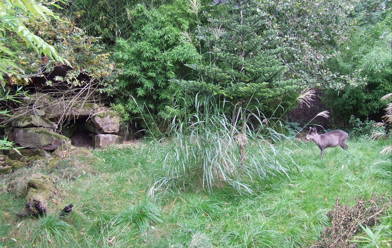 Michie's Tufted Deer enclosure