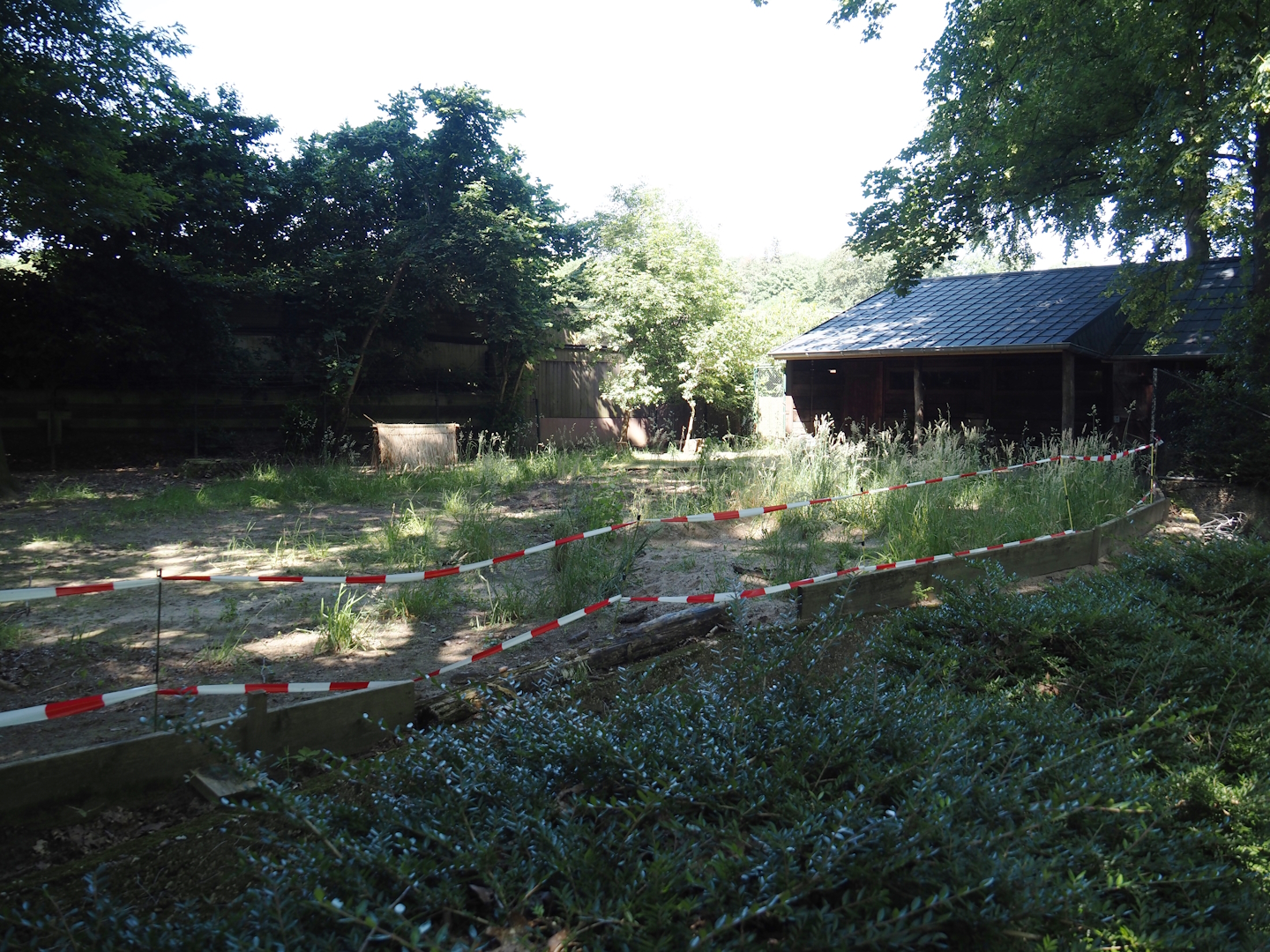 Michie's tufted deer exhibit, 2024-06-08