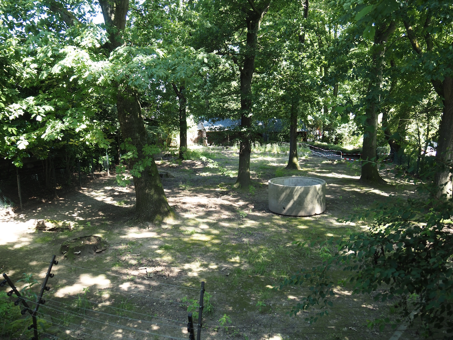Michie's tufted deer exhibit, 2024-06-08