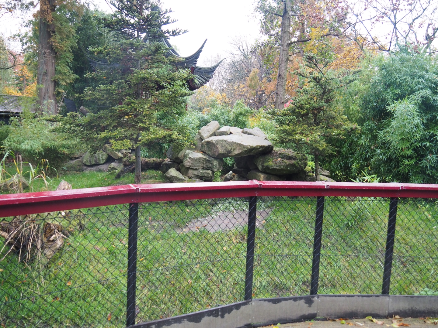 Michie's tufted deer exhibit (Nov 10th, 2018)