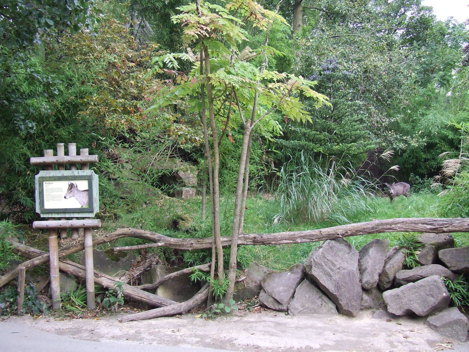 Michie's Tufted Deer exhibit
