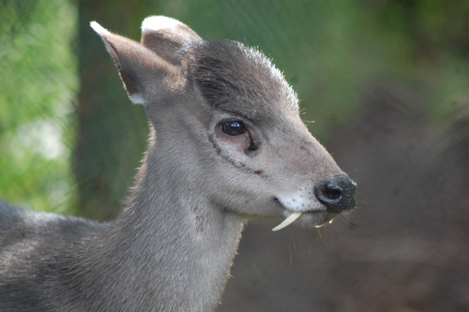 Michie's tufted deer Male
