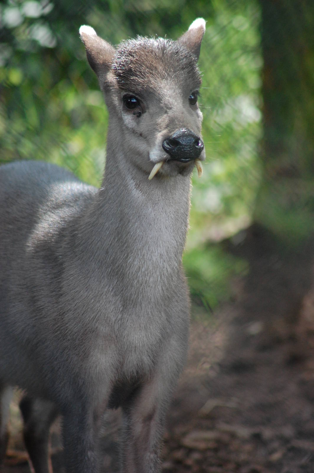 Michie's tufted deer Male