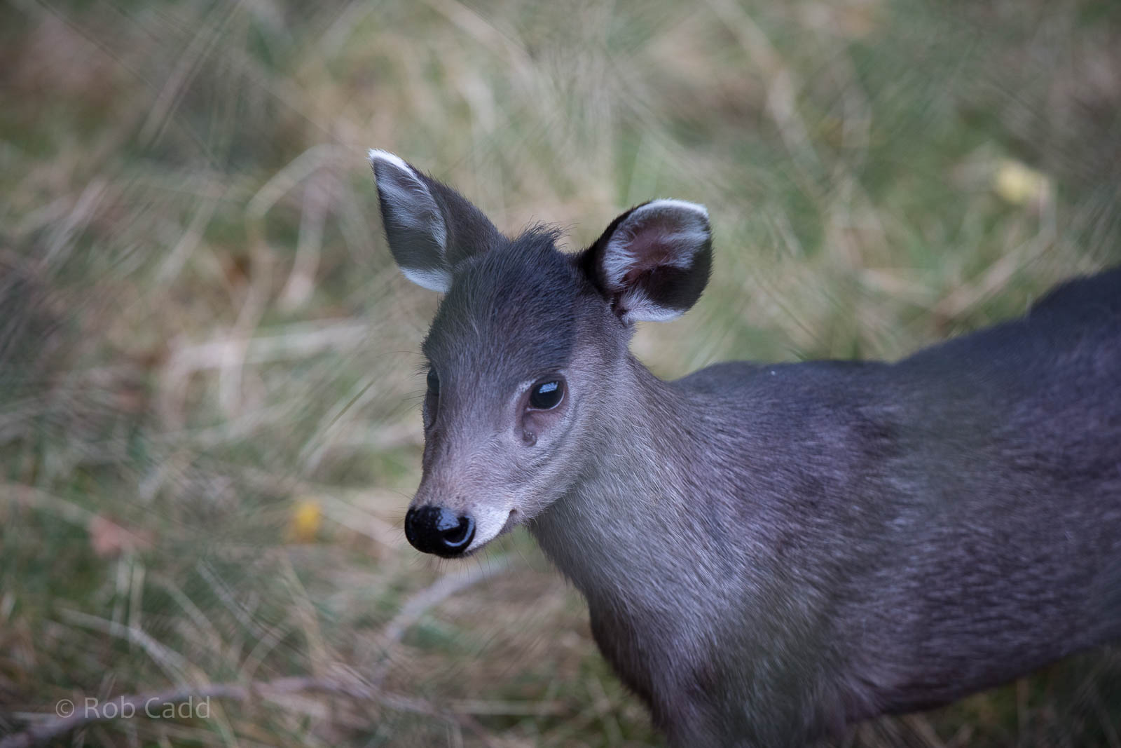 Michie's tufted deer : Twycross : 19 Sep 2014