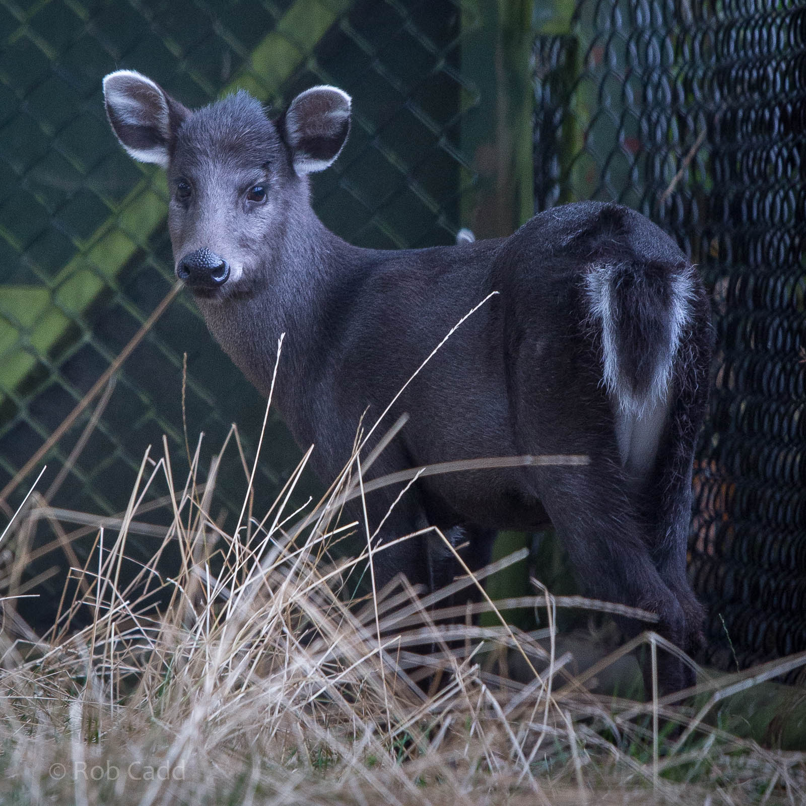 Michie's tufted deer : Twycross : 19 Sep 2014