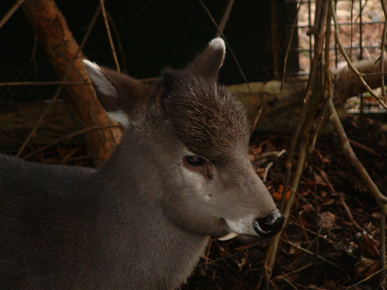 Michies' Tufted Deer - Twycross 2006