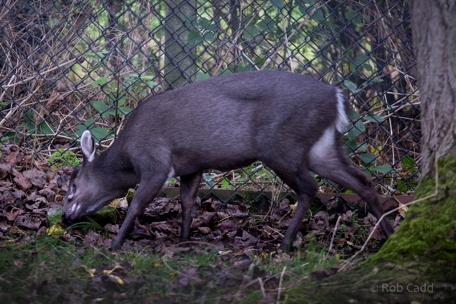 Michies tufted deer : Twycross : 31 Oct 2014