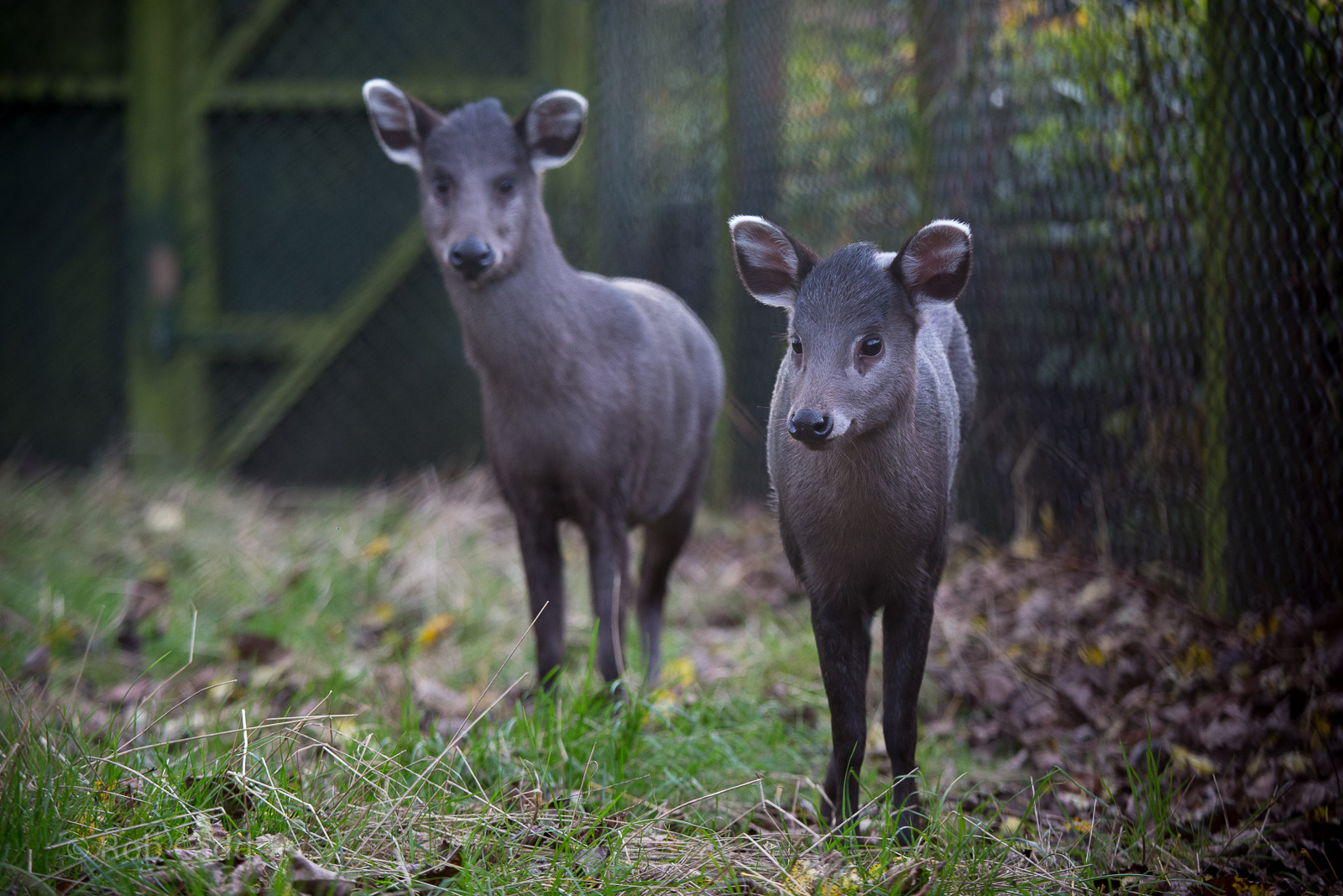 Michies tufted deer : Twycross : 31 Oct 2014