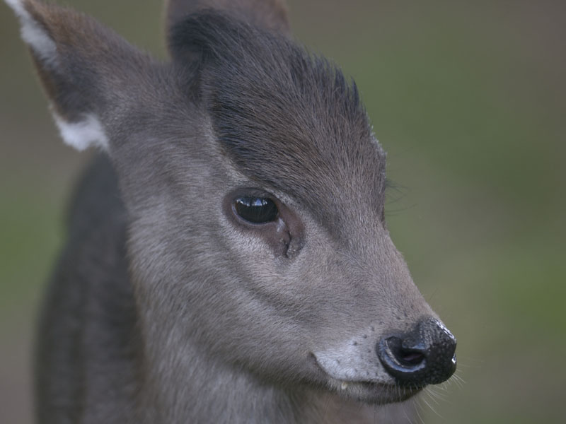 Michies tufted deer