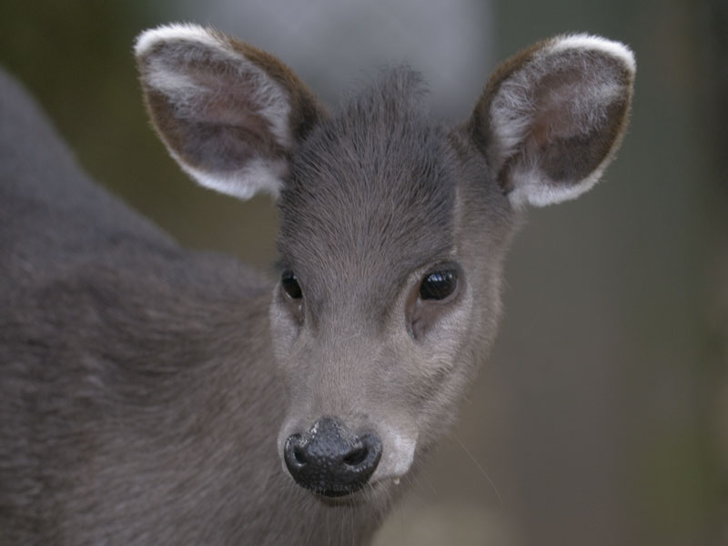 Michies tufted deer
