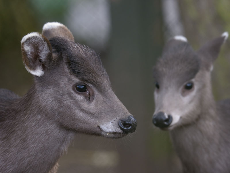 Michies tufted deer