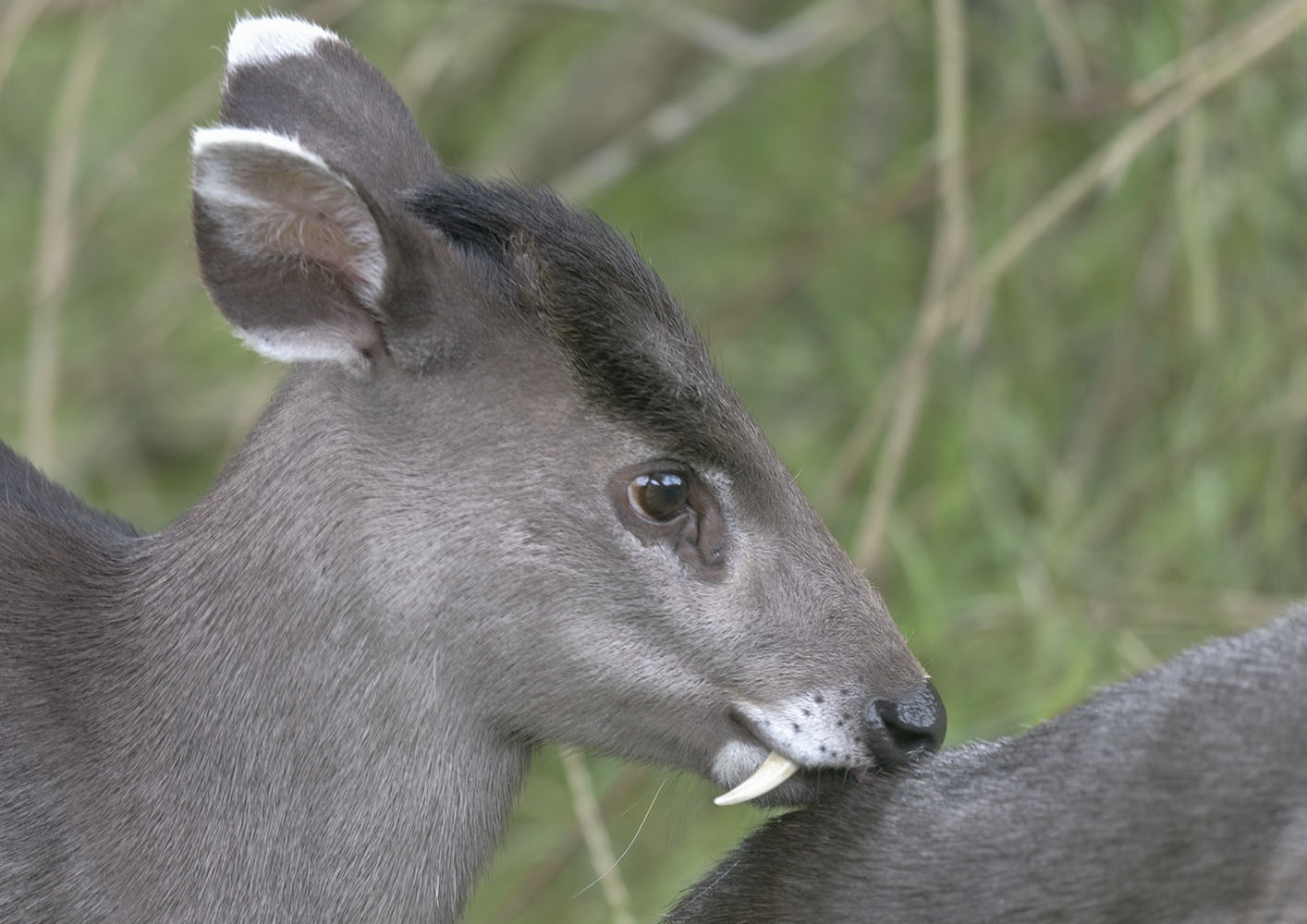 Michie's tufted deer