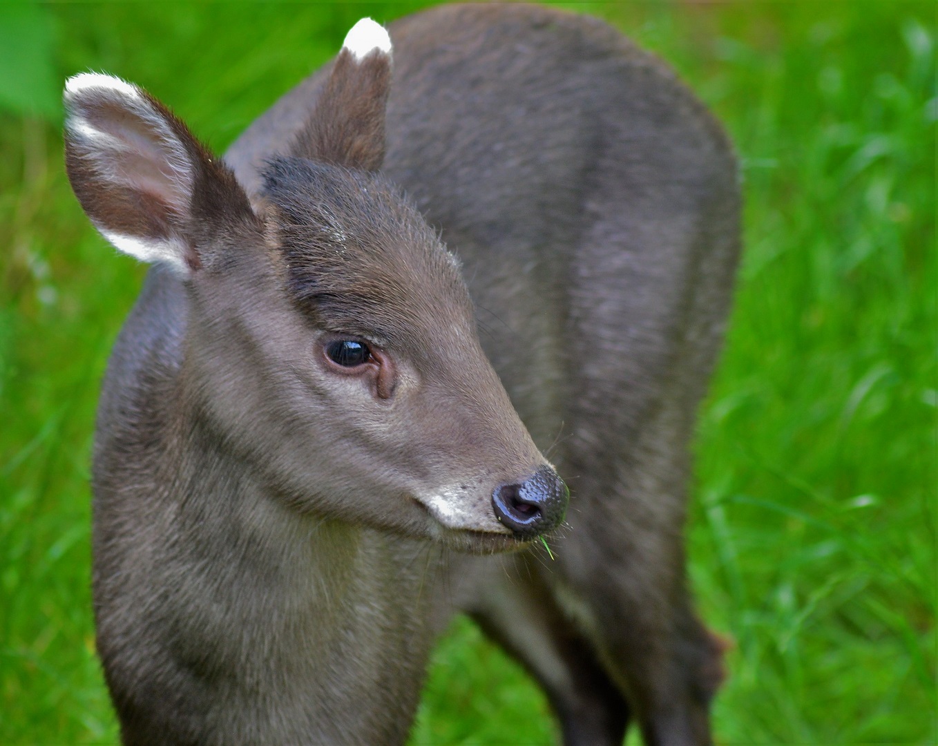 Michie’s tufted deer