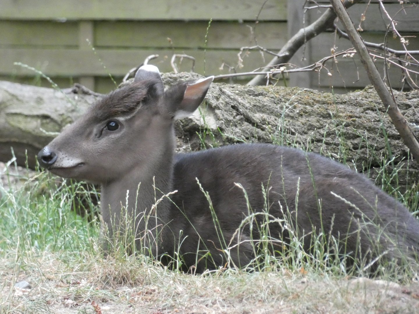 Michie's Tufted Deer